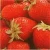 Import FRESH STRAWBERRY WITH HIGH QUALITY from Egypt
