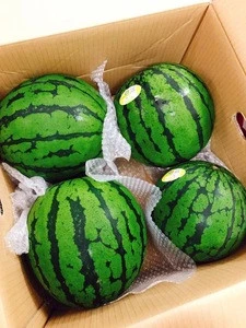 Fresh Water Melon in best price
