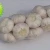 Import Fresh White Garlic in Cold Storage 5p 30LBS/Carton ajo garlic To USA Market from China