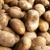 Fresh Yellow Skin Potatoes From Bangladesh in Unbeatable Price