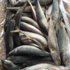 Frozen seafood importers of frozen pacific mackerel fish