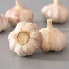 Good Quality Fresh Vegetables Shandong Fresh Garlic