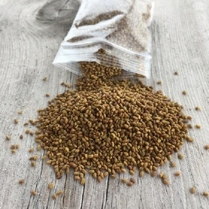 Grass Seed 100% Pure/ alfalfa seeds/forage grass seeds