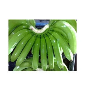 Green Fresh  Cavendish Banana