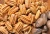 Import High-clsss AAA Quality Pecan Nuts for Sale/ Pecan Nut in Shell from Brazil