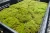Import High-grade garden greenhouse moss for sale made in Japan from Japan