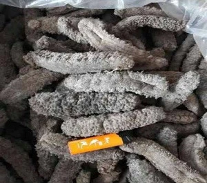 High Quality Dried and Frozen Sea Cucumber, Natural Wholesaler Sea Cucumber