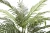 Import Home garden Simulation plastic plant 120cm 150cm 160cm 200cm 210cm 220cm artificial areca palm trees from China