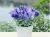 Import Hot Sale Manufacture High Quality Unique Plastic 10 bunches Artificial Plants Flower Lavender For Home Decoration from China