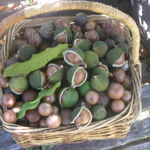 Hot sales! Raw organic Macadamia nuts with shell and Without shell.