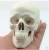 Import human anatomy type model Life-size Human Plastic Skull Model from China