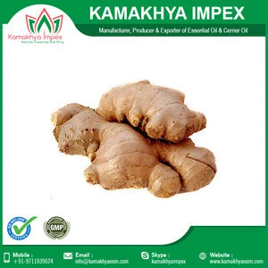 Indian Suppliers Wholesale Ginger Essential Oil At Low Price