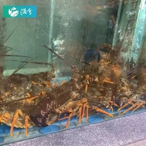 Indoor Aquaculture Fish Farming Hotel / Laboratory Seafood Circulating Water Holding System/king Crab Holding System Seawater