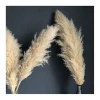 INS Nordic style natural plant dried flower fluffy pampas grass as  Decorative Flowers