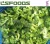 Import IQF Frozen Broccoli Brocoli vegetables Frozen food China Supplier from China