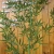 Import Landscape Artificial Bamboos Tree For Home Garden Ornaments from China