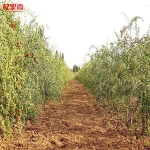 Let you save 3% Ningxia dried fruits factory originally supply healthy foods goji berries wholesale