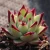 Import Live Succulent Plants Echeveria Yellow Ebony Ornamental Plant Garden Decor for Nursery Real Natural Indoor Plant from China