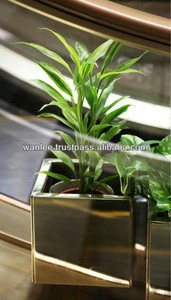 Lucky Bamboo Decorative Plants