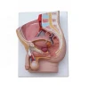 Male pelvic medical anatomical model,Male pelvic and urinary anatomical model