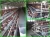 March Special Offer A type 96 or 128 capacity automatic layer battery chicken cage for sale