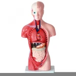 Medical Science Basic 3D Human Body Torso Model Kit