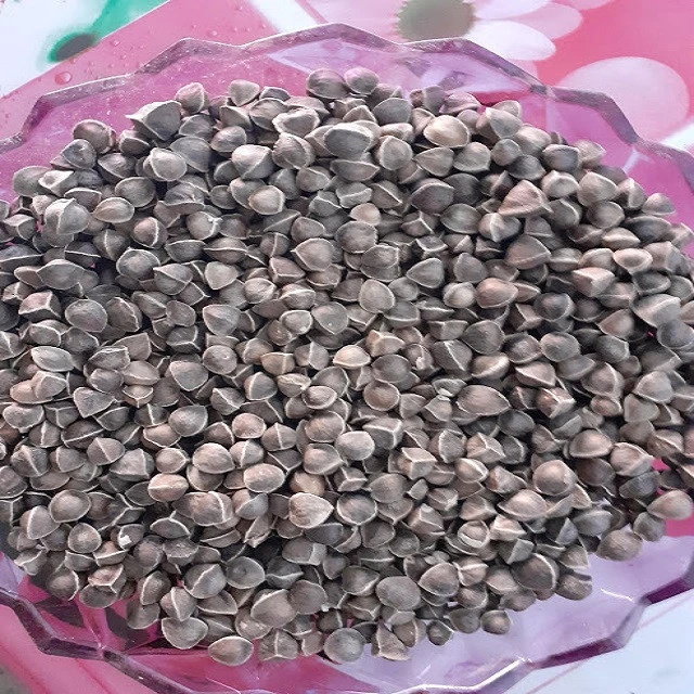 Quality Moringa Oil Seeds Available in Best Rates