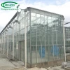 Multi-span dutch venlo glass Greenhouse Tomato Greenhouse and Strawberry Greenhouse Turnkey Project