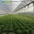 Import Multi-span hydroponic agricultural film greenhouse from China