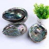 Natural 16cm Aquarium Landscape crafts Raw Abalone Shell