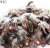Import Natural color cheap wholesale Pheasant feather from China