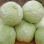 Import Naturally Grown Pure Fresh Round Wholesale White Cabbage from Ukraine