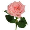 New Arrival Export Fresh Cut Flowers Diana Roses From Yunnan