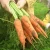 Import New Corp Carrot Shandong Carrot Storing Fresh Carrot from China