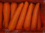 New Crop Fresh Carrot