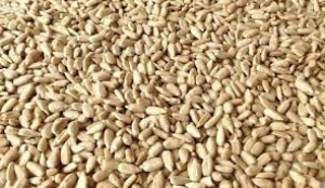New crop Raw Confectionery grade hulled sunflower kernels Top quality