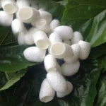 New products beauty skin care 100% Natural blackhead removevcleansing moist silkworm cocoon for female and male