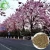 Import Paulownia Tree Seeds, Seedlings, High Germination New Empress Tree Seeds, Seedlings For Sale from China