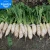 Import Pony Early Radish Chinese Radish Vegetables Seeds, Seedling Roots from China