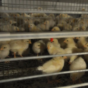 Poultry equipment H-type chicken cage animal feeder chicken feeder