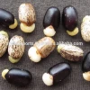 Premium Quality New Crop Jatropha Seeds