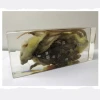 Qianfan Rat Dissection Specimen Educational Equipment
