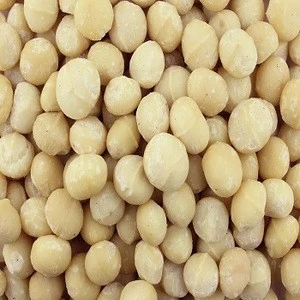 Raw organic chinese Macadamia nuts with shell and Without shell