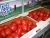 Import Red Color Fresh Tomato | Cherry Tomatoes for sale for Tomato paste production from Brazil