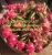 Import Red dragon fruit powder/ pink pitaya powder/ high quality for juice from Vietnam