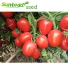 Rio grande determinate cherry vegetable hybrid f1 high yield  tomato seeds