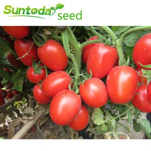 Rio grande determinate cherry vegetable hybrid f1 high yield  tomato seeds