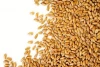 Russian Milling Wheat (12.5 Protein)