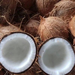 Semi Husked Husk Type Dried Style Matured Brown Coconuts