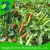 Import Shanghai Herbary Supply Bulk Chili Pepper Seeds from China